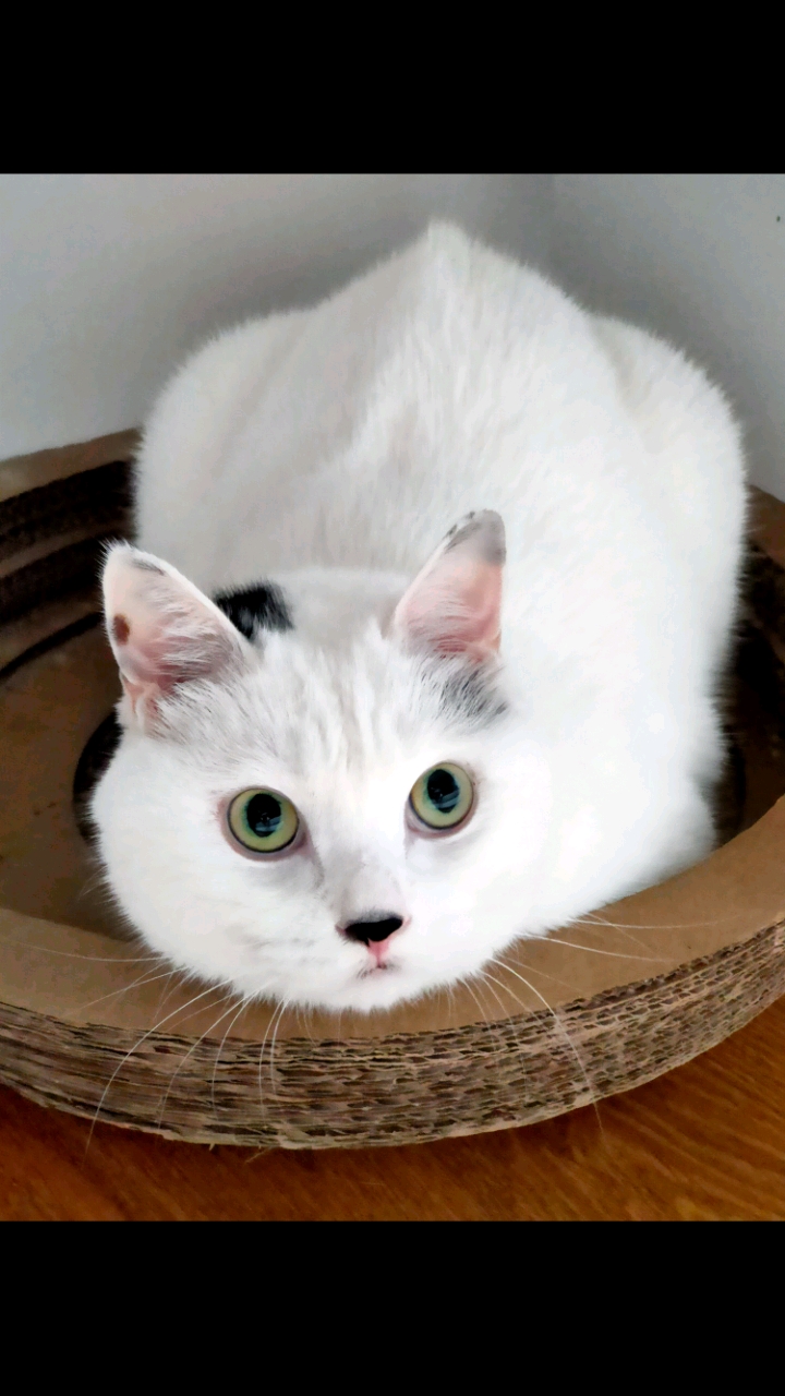 记录生活#小假猫一枚