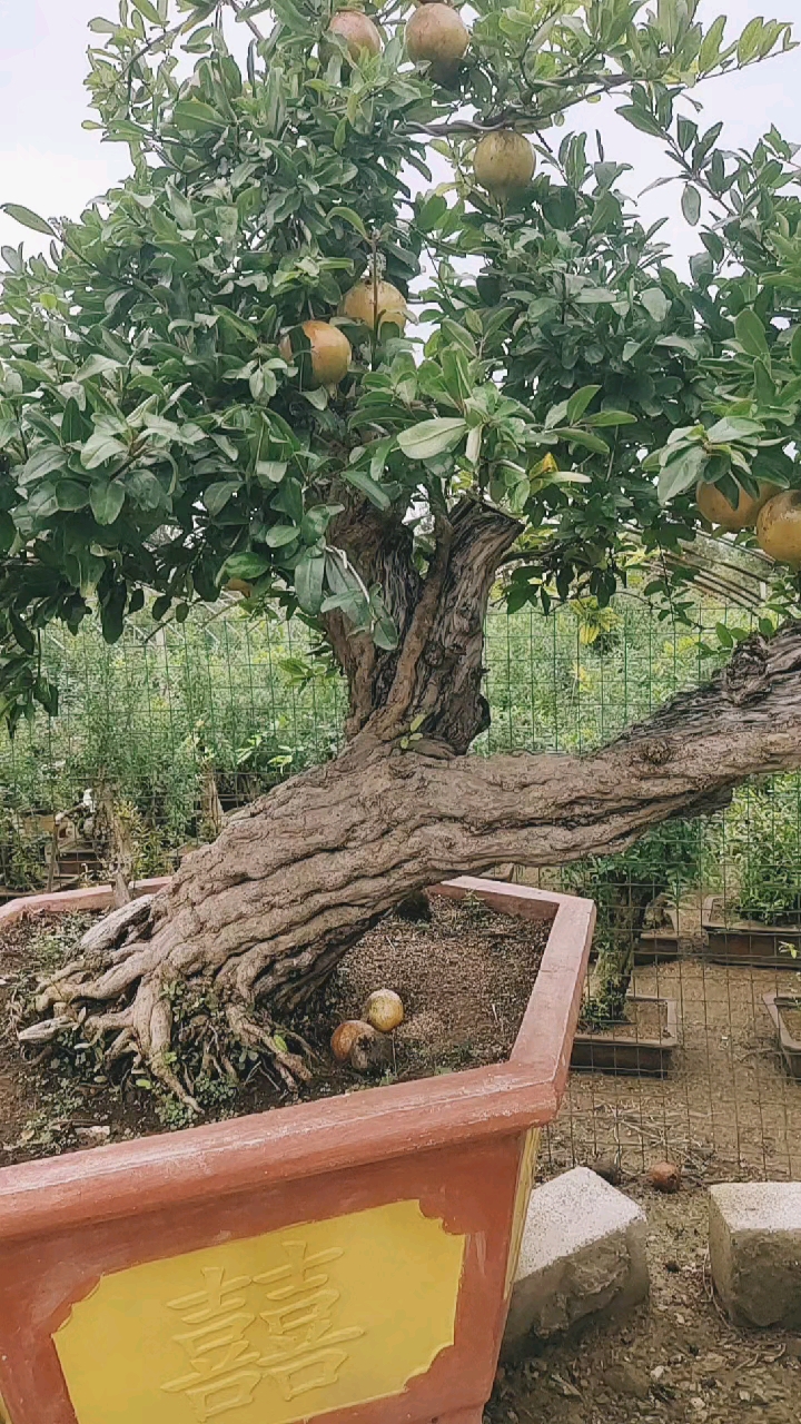 吃石榴的季节 石榴老桩造型盆景