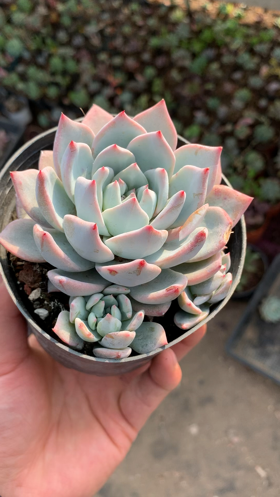 有一种可爱叫多肉!#粉蓝鸟