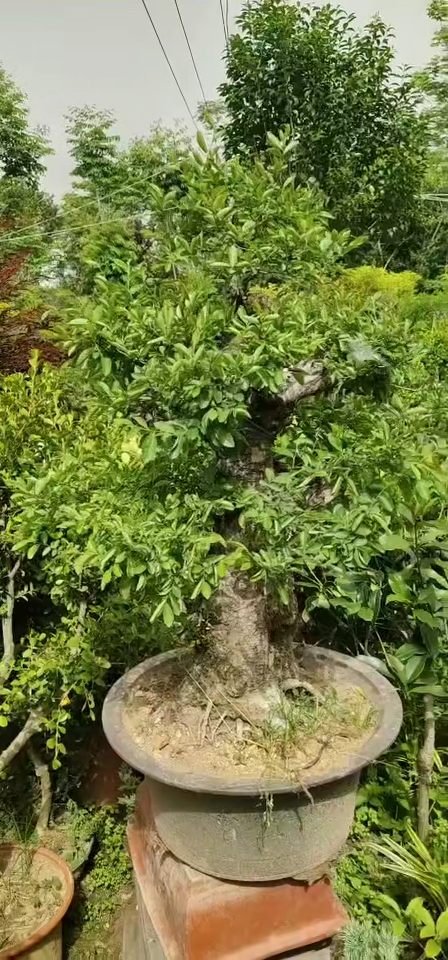 一杆到顶无断头,超级矮霸小叶榔榆!