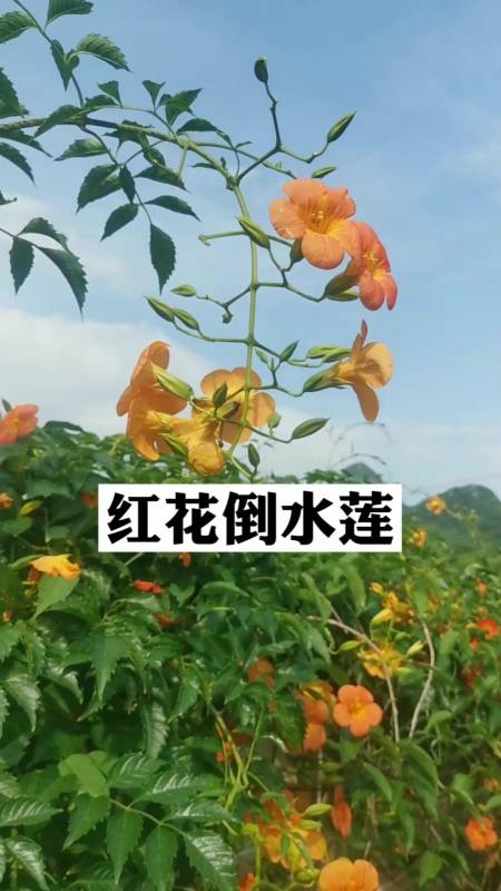 红花倒水莲又叫凌霄花,你们见过吗?