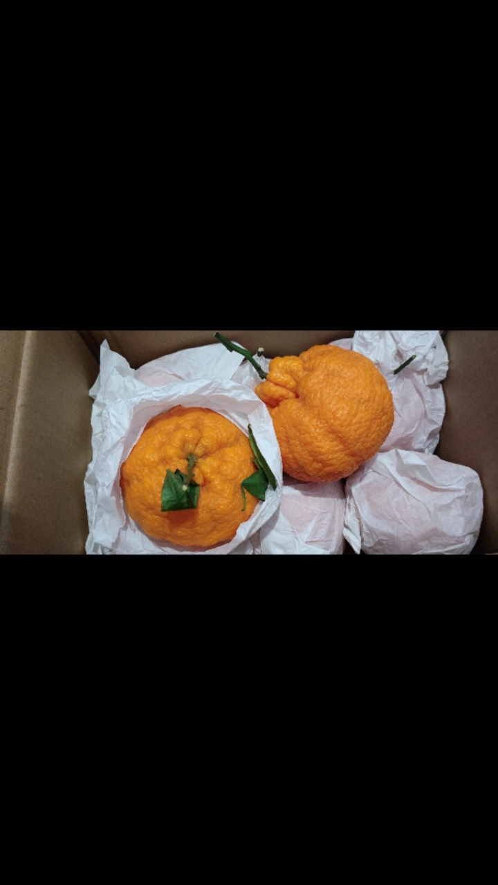 记录生活#我是热情的夏橘