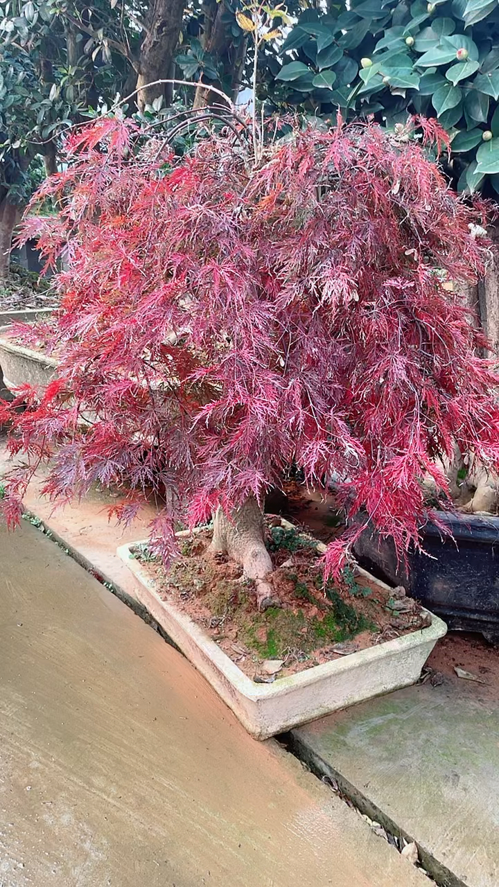 羽毛枫老桩盆景