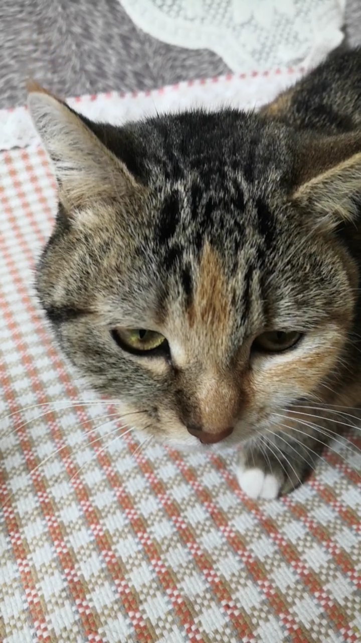 混血狸花猫#小猫:我不减肥不怕胖