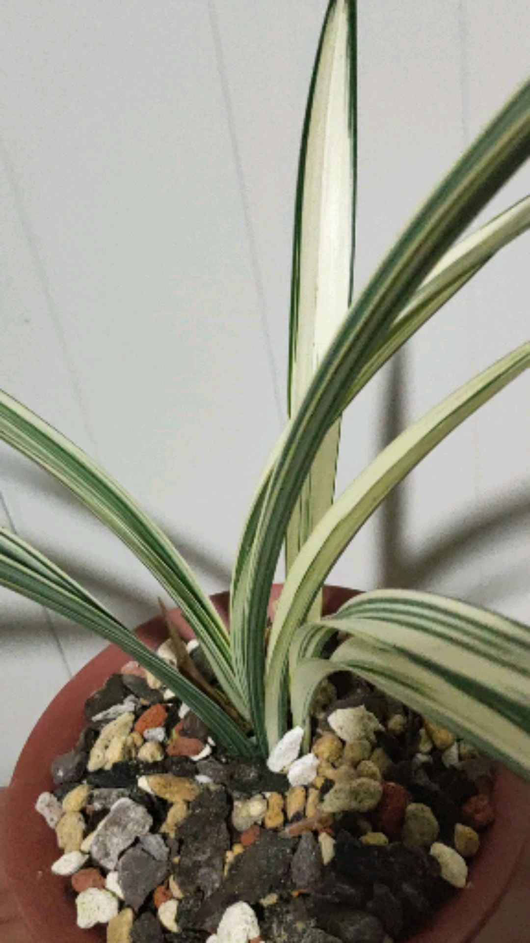 墨兰白中透艺#闽众兰花