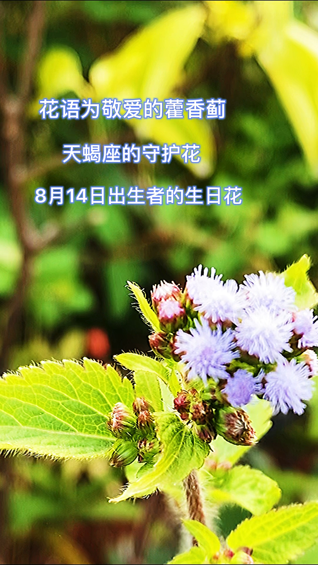 萤火有奖打卡花语为敬爱的藿香蓟天蝎座的守护花8月14日出生者的生日