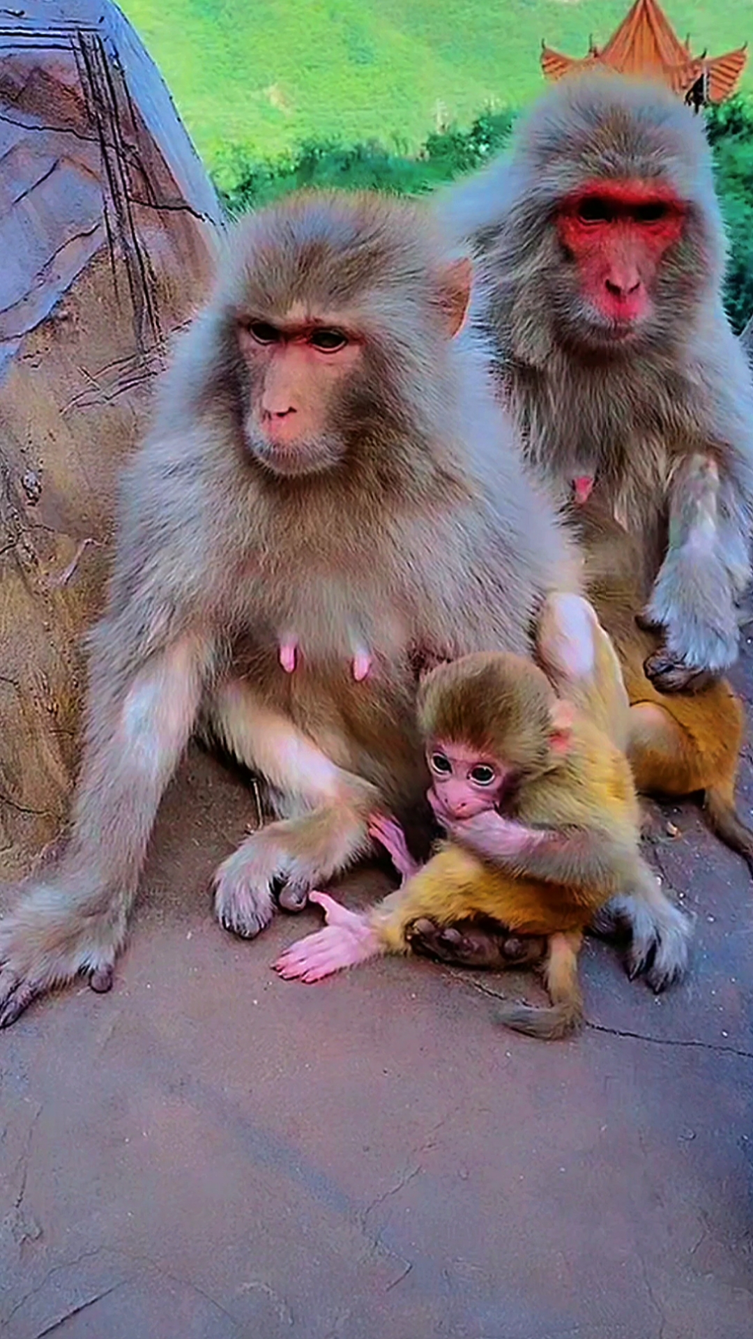 保护野生动物#猴妈与猴宝宝