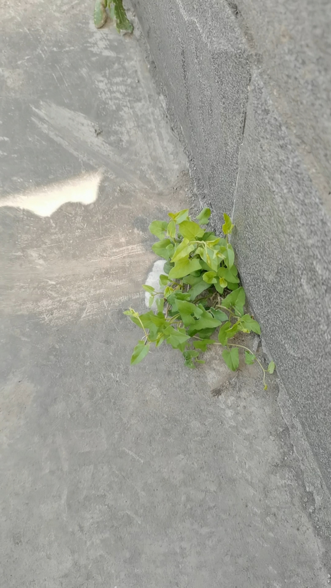 小草都这么顽强的活着,我们还有什么不努力