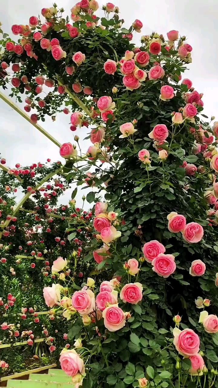 藤本月季粉色龙沙宝石拱门造型,太美了