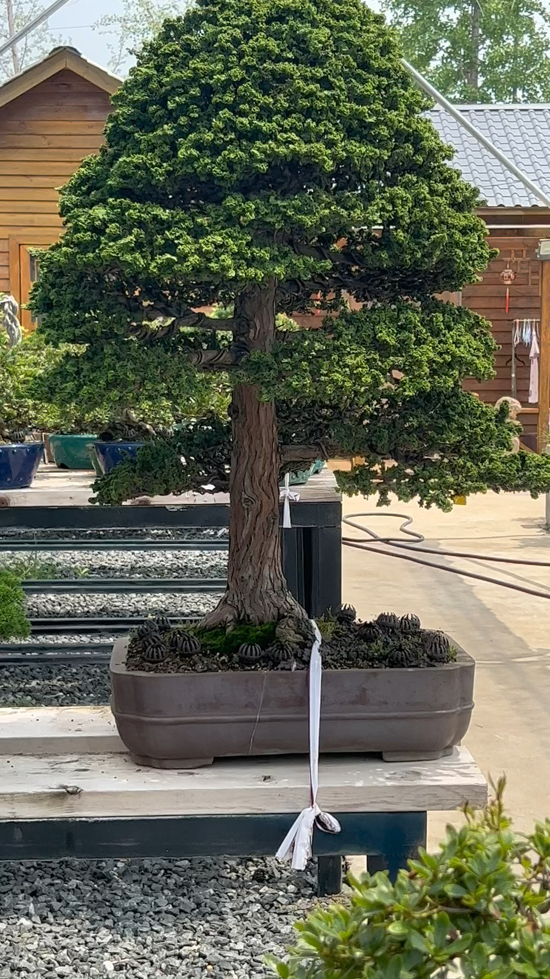 石化桧盆景#一颗顶级石化桧.