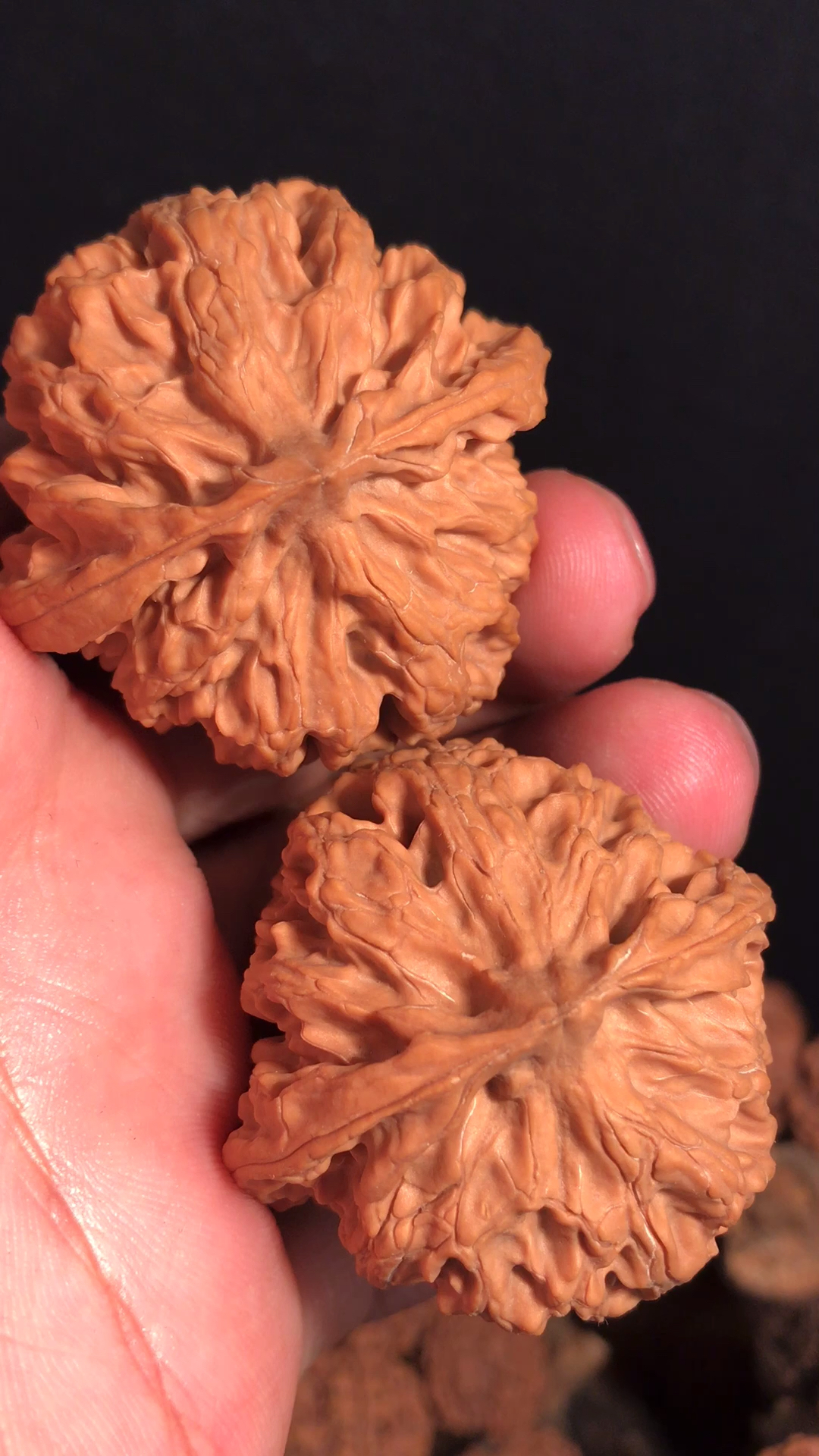 文玩核桃#苹果圆狮子头