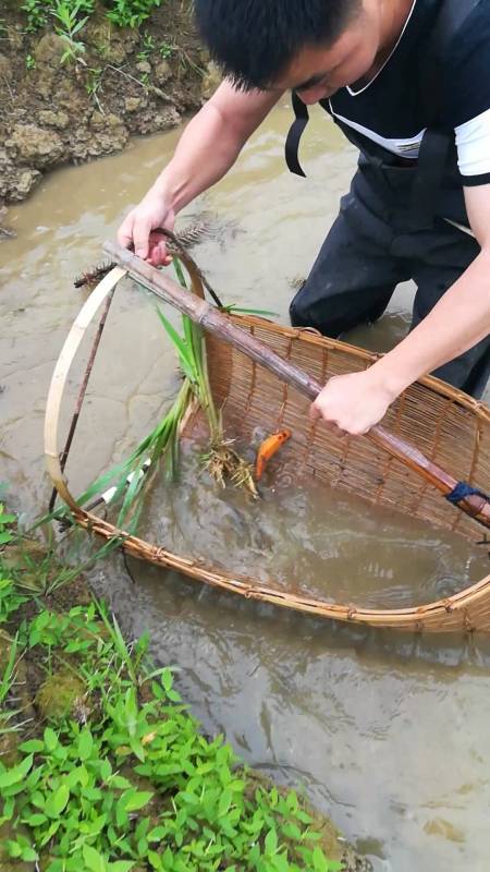 户外抓鱼#浑水捞鱼,儿时的回忆!