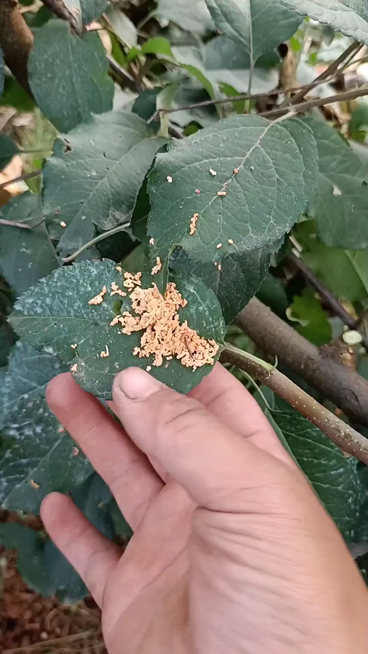 天牛幼虫防治及时发现及时处理农业技术推广