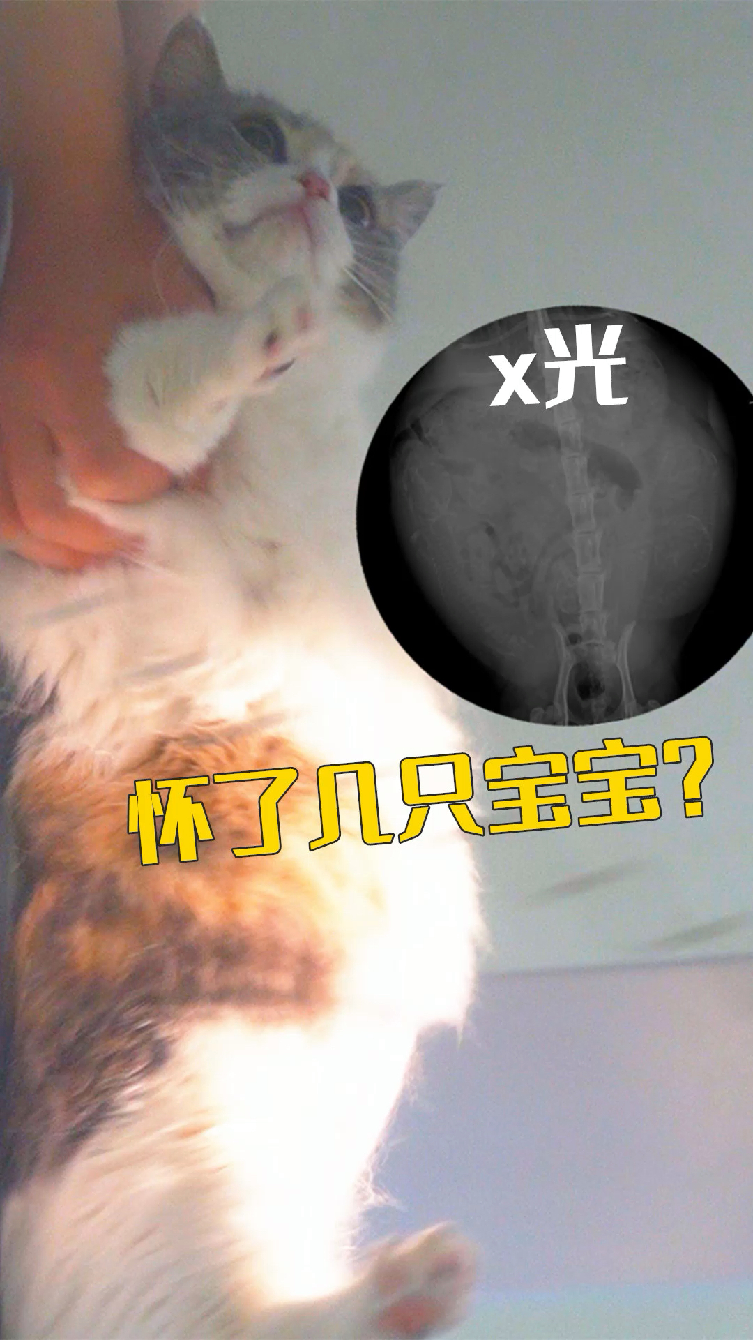 我家萌宠的暖心日常#带怀孕母猫拍x光,这是怀了几只猫宝宝?-度小视