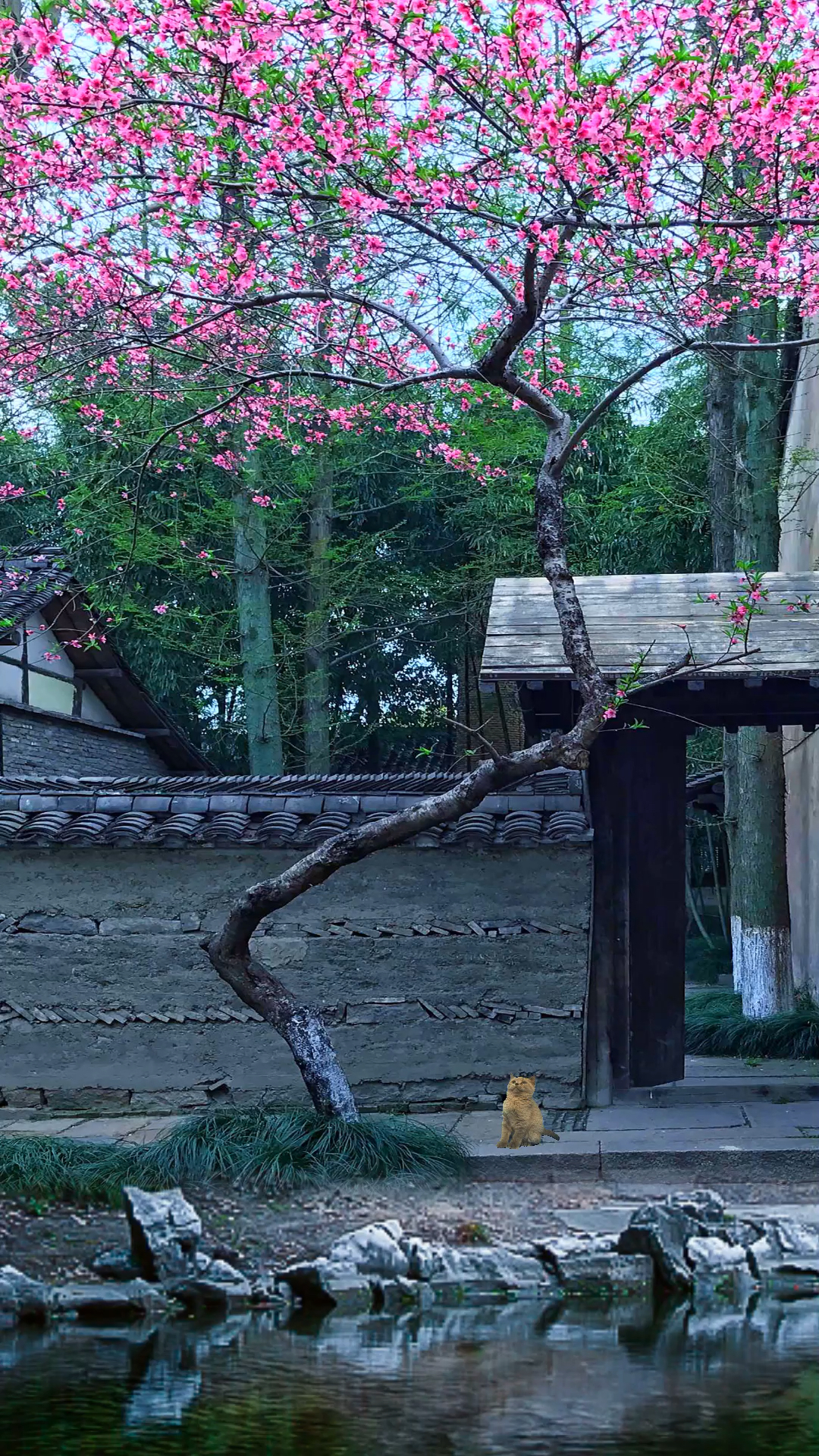 去年今日此门中,人面桃花相映红,人面不知何处去,桃花依旧笑春风!