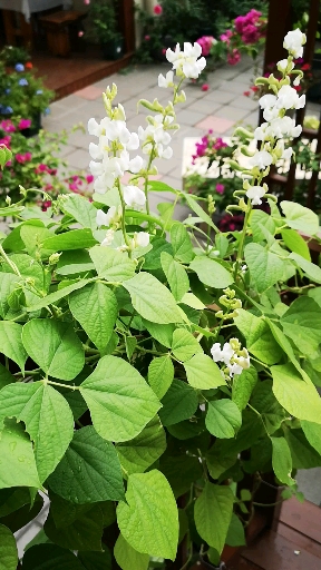 花痴的露台庭院#扁豆藤