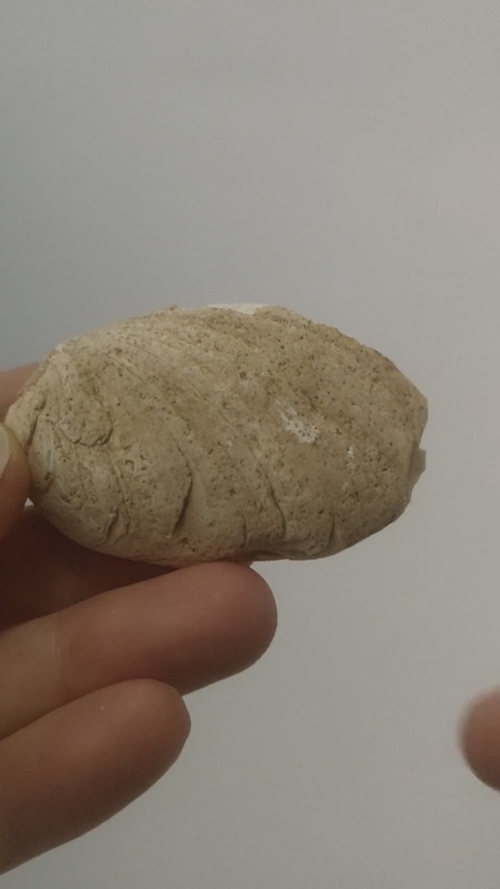 大家给看看是河蚌化石吗?