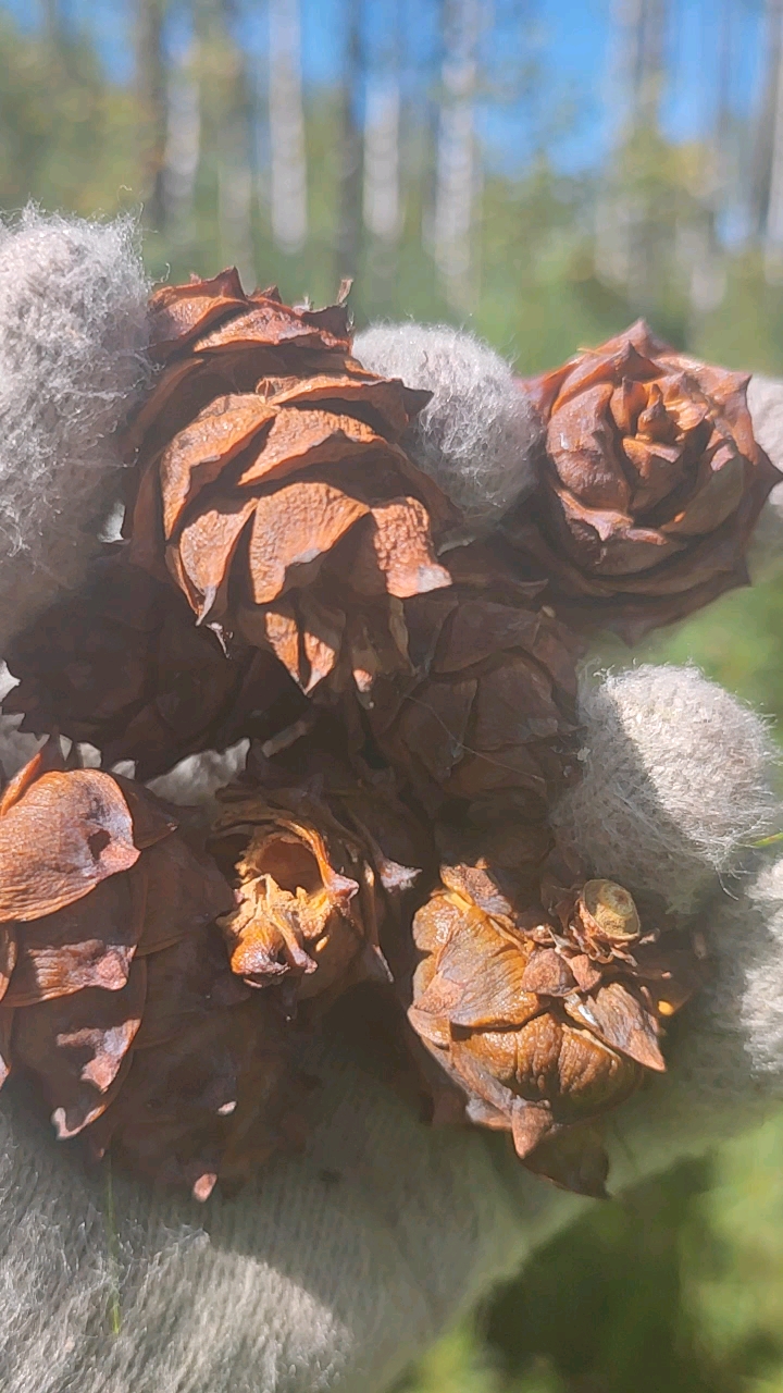 大兴安岭马尾松松树塔已经成熟了