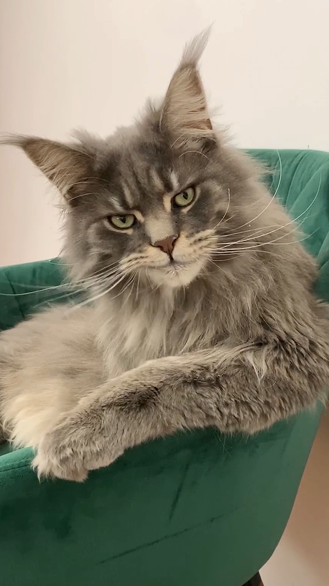 我家猫的邪笑有帅到你吗?(你看了多少遍?