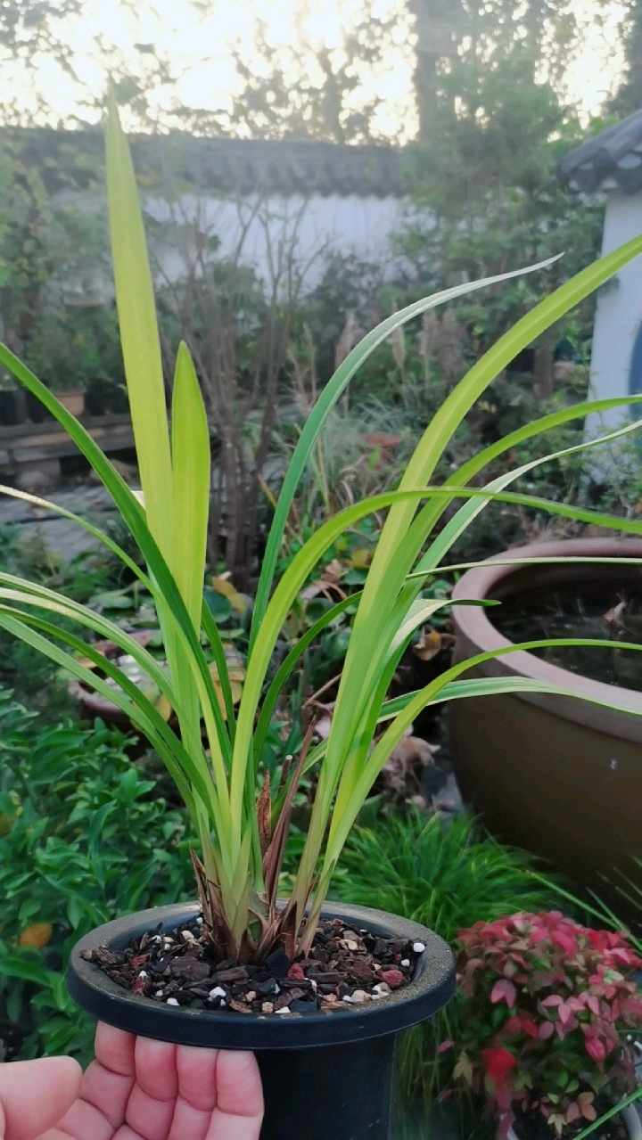 四季兰:高山流水