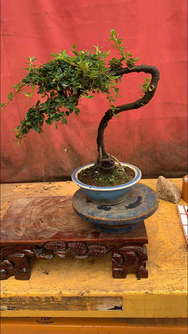 白花珍珠大果荀子喜欢分享转发