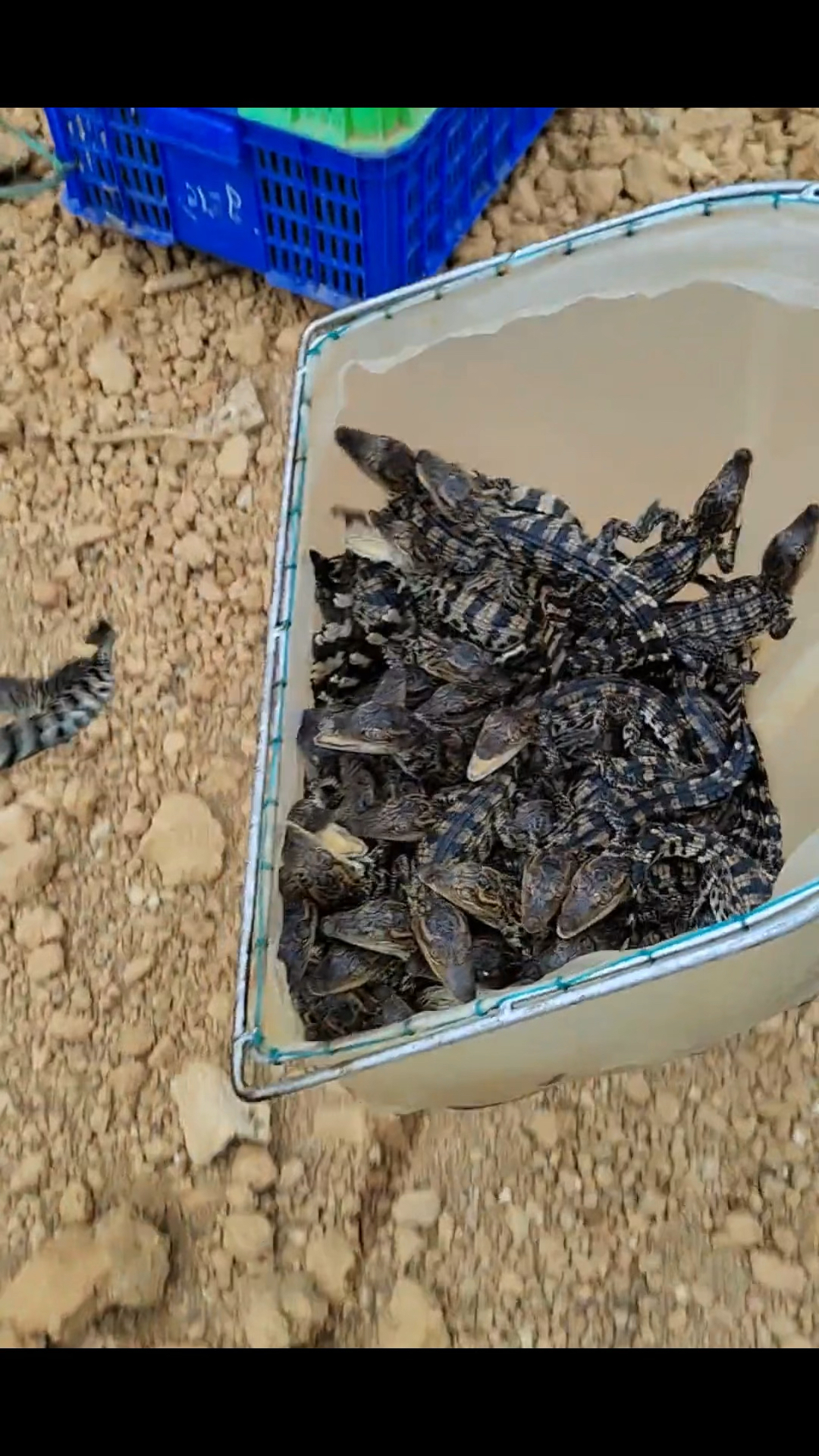 农村养殖业#30厘米鳄鱼苗