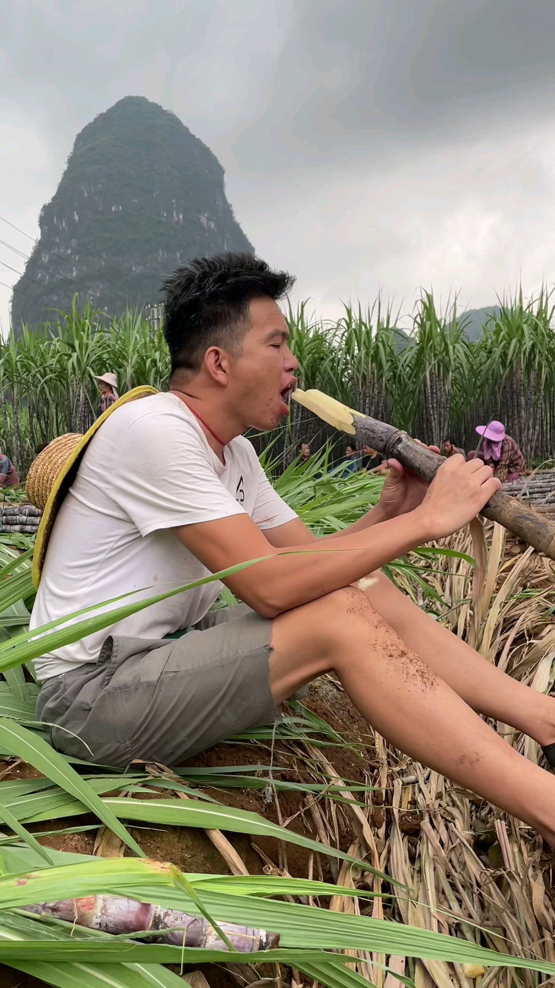 记录生活#今年的甘蔗又粗又长,每天起早贪黑的,就像怀胎十月照顾的娃