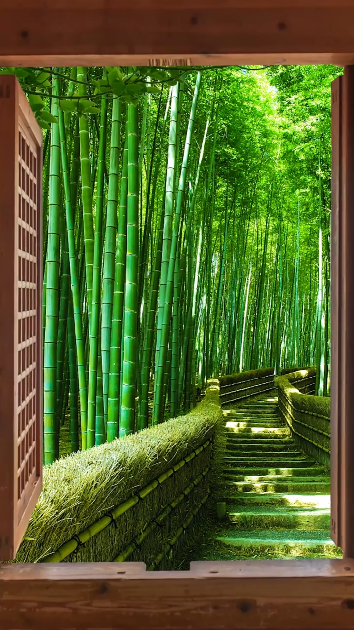 大自然美景#窗外那片密密麻麻的竹林,四季常青,一根根轻盈细巧,未曾