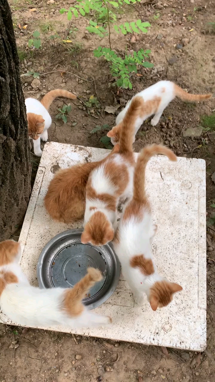急的团团转咋没人给送饭呢