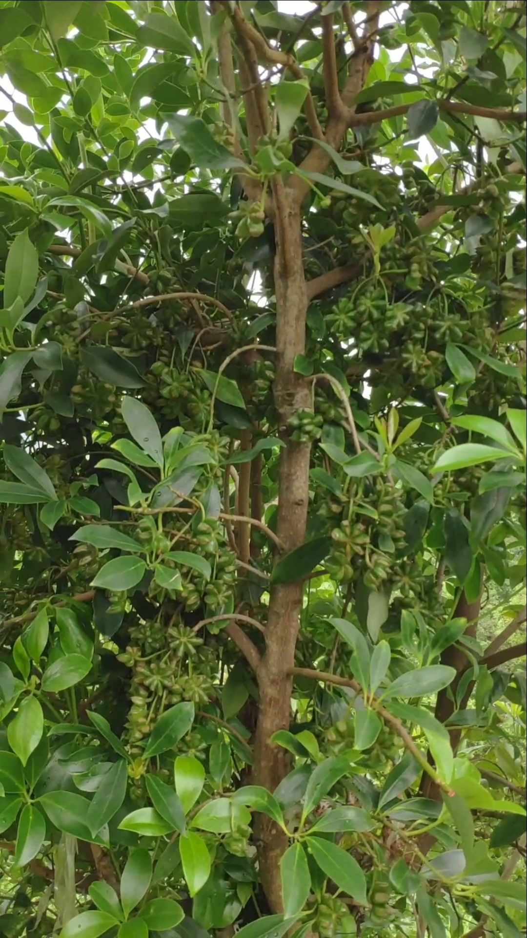 家乡美景#千万别眨眼哦,看看这棵高产矮化的八角嫁接树挂果量.