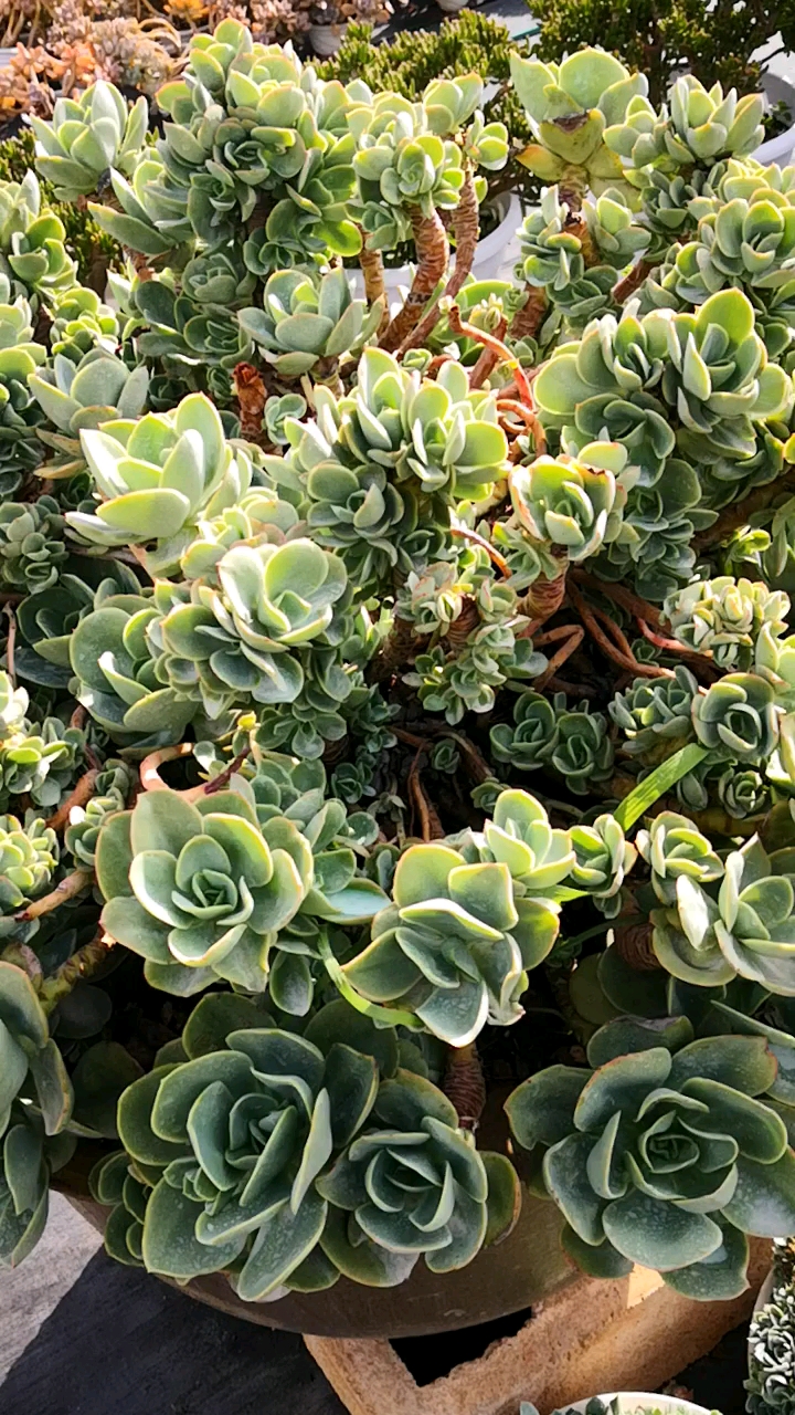 有一种可爱叫多肉!