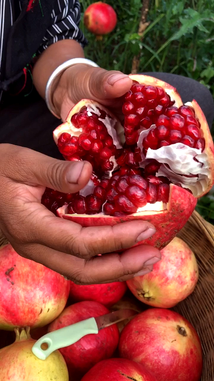 乡村生活欢迎来大凉山吃石榴