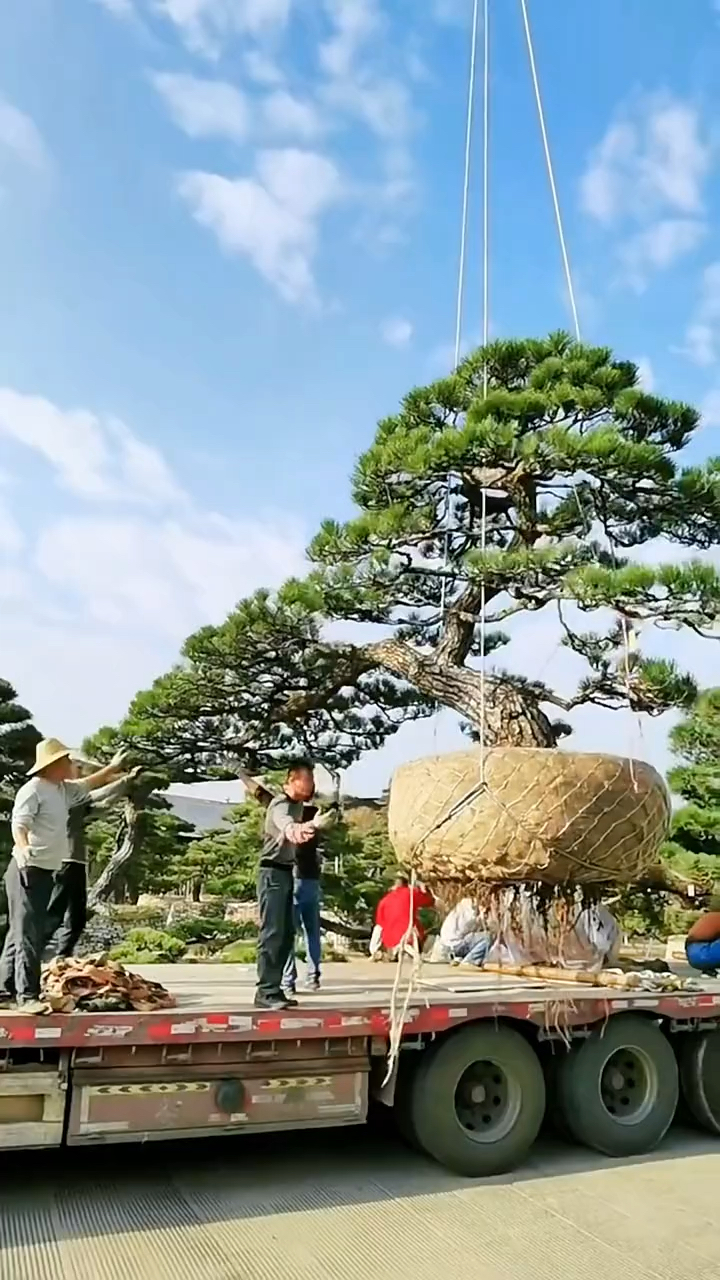 我的小花园三河黑松地景树