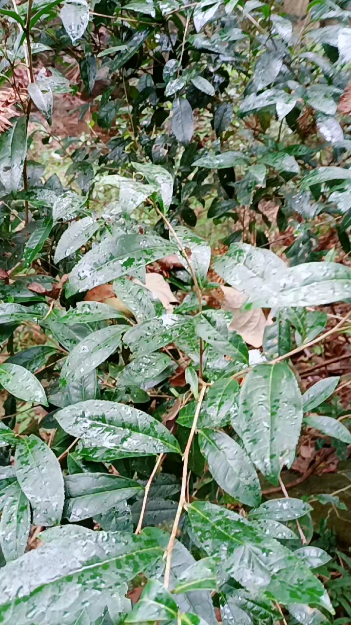 山上的野茶树.好大
