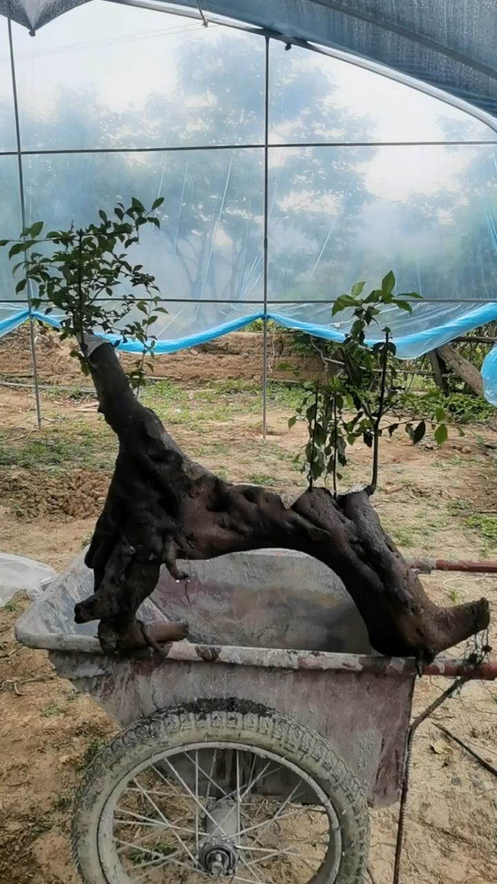 金弹子碳化过桥