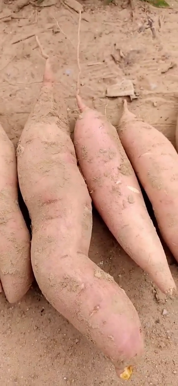 新鲜的红薯#沙地蜜薯口感特别好#软糯香甜#无筋无丝的#三农助力