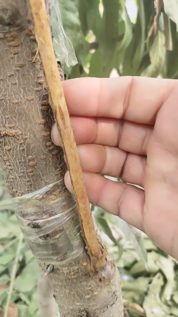 机械危害,或对枝干采取环割,环剥手术