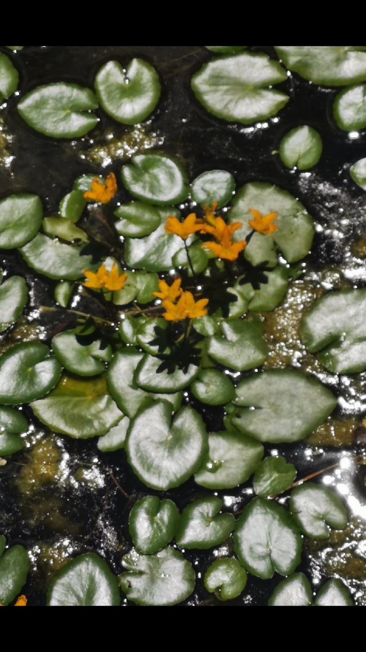 荇菜就是诗经里描述的参差荇菜左右流之的荇菜