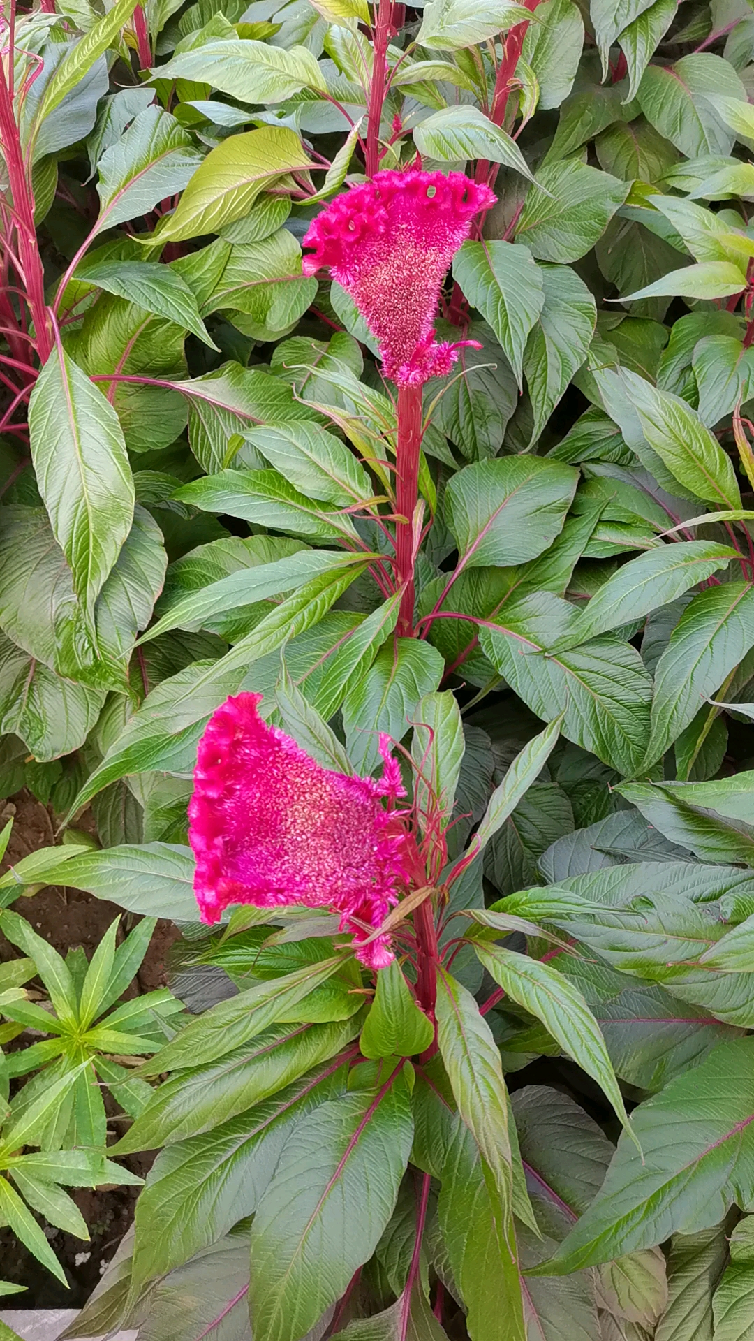 鸡冠花,不多见,拍出来,供欣赏