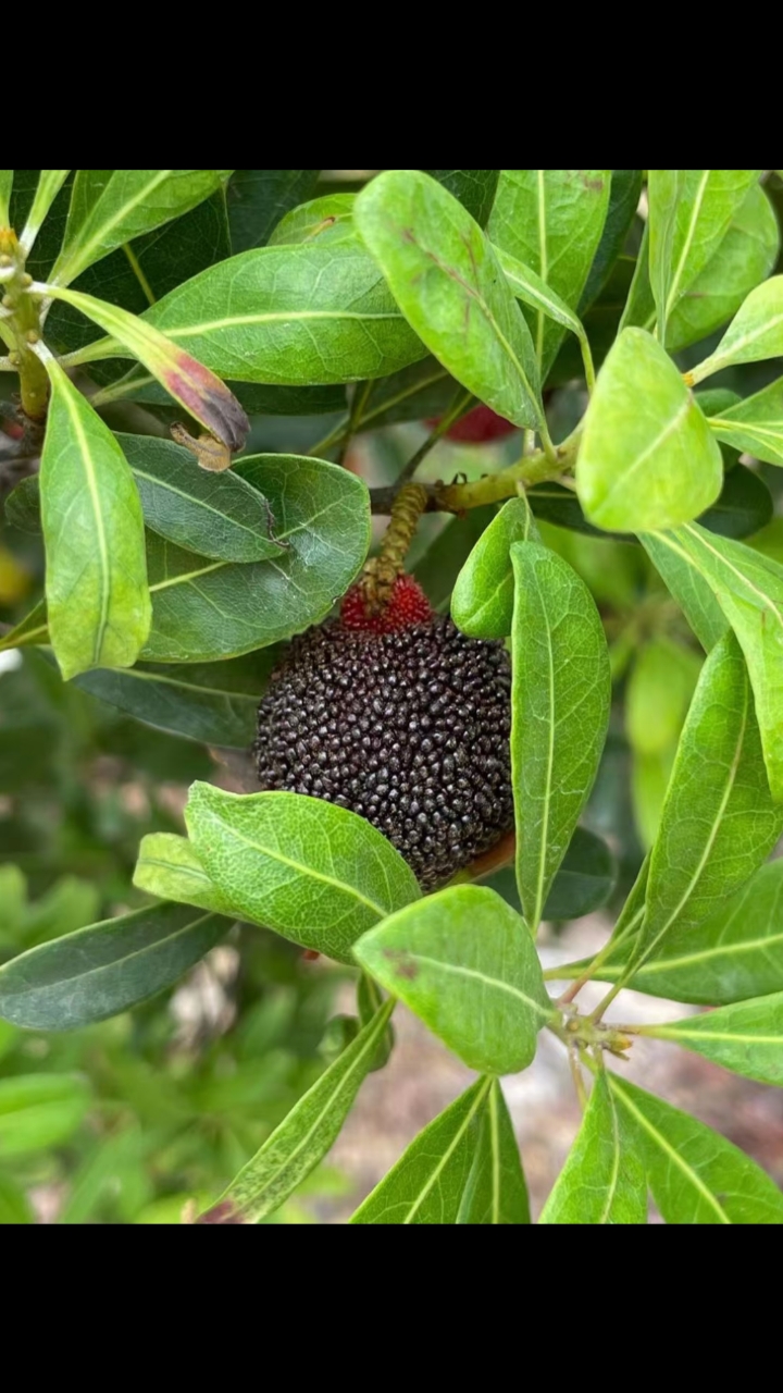 音为有你#乌酥杨梅,物以稀为贵,品种最好吃,最贵的一种