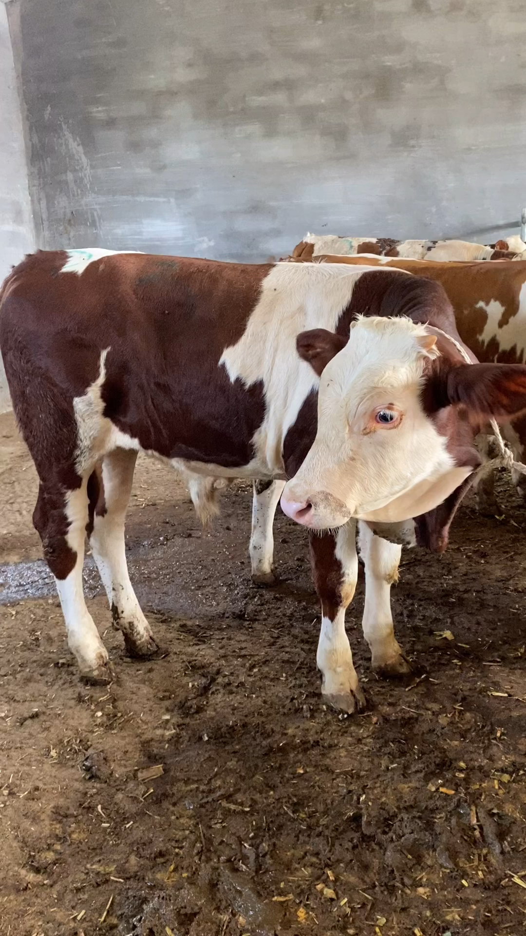 改良西门塔尔莱州肉牛老葛