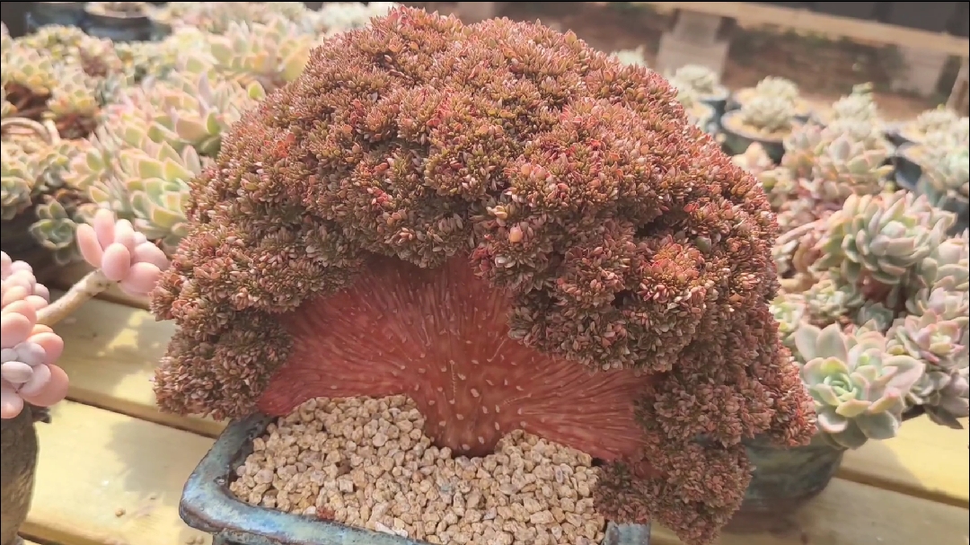 多肉植物#糖果缀化的美了解一下,美到让人窒息的感觉!