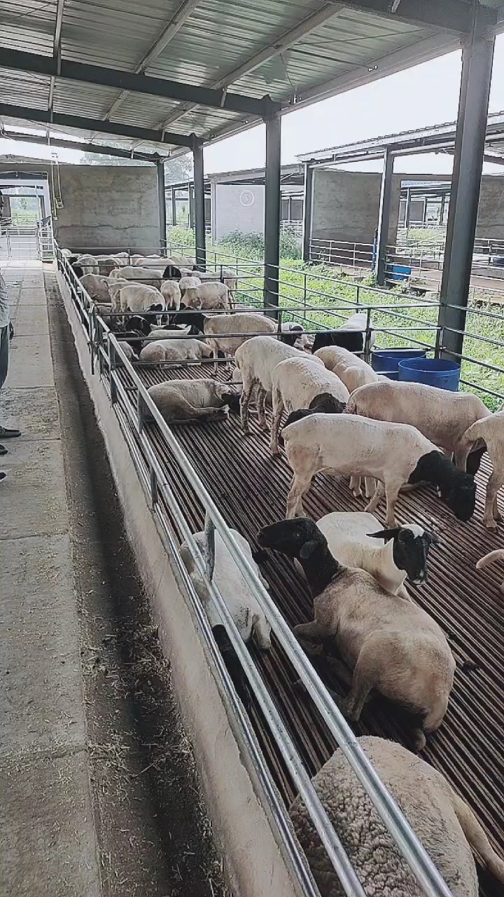 青海养殖场的老板考察杜泊绵羊养殖