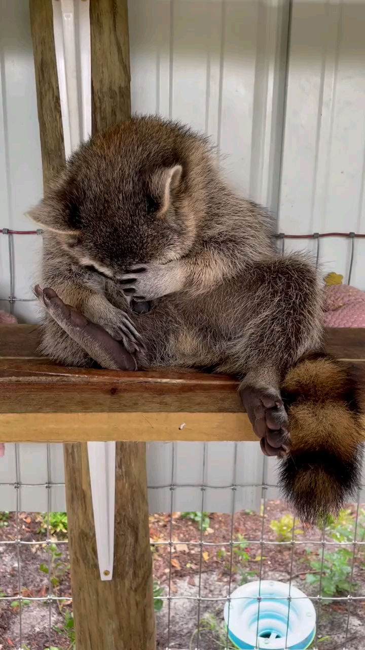 好可爱,一只在睡觉的小浣熊-度小视