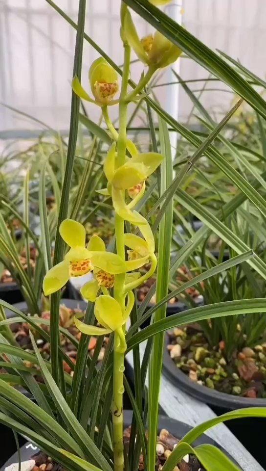 兰花#蕙兰青花小荷型