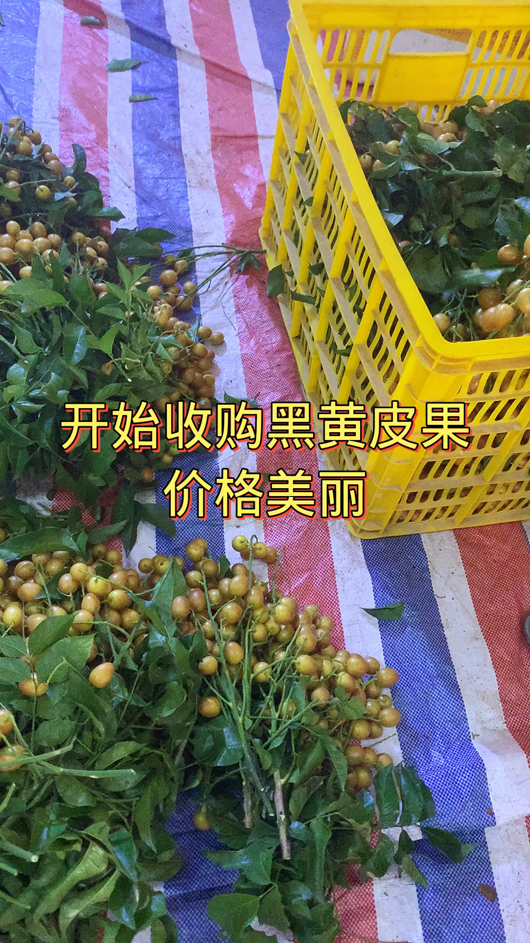 喜欢吃黑黄皮果的.-度小视