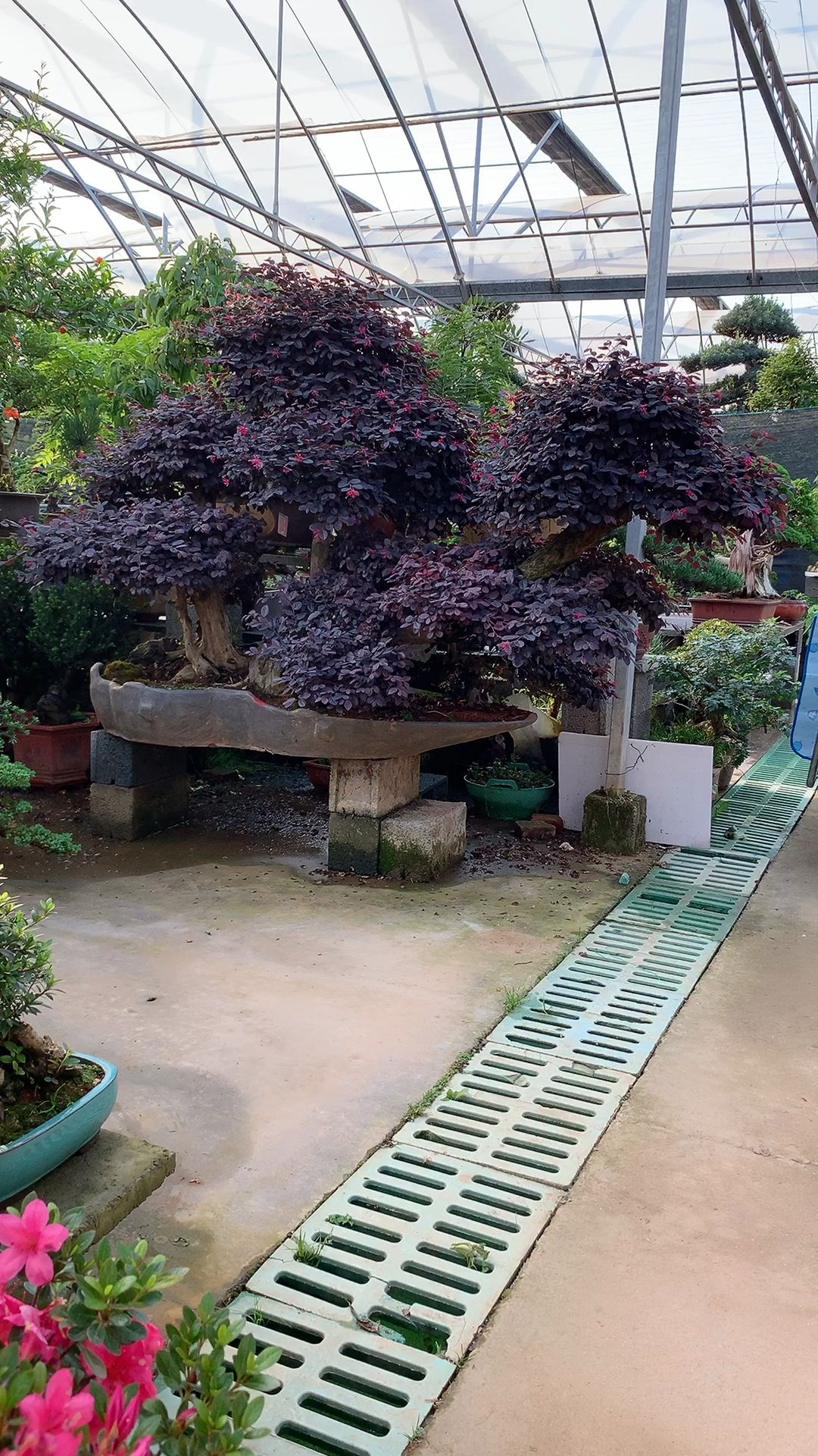 老桩连体红花继木!