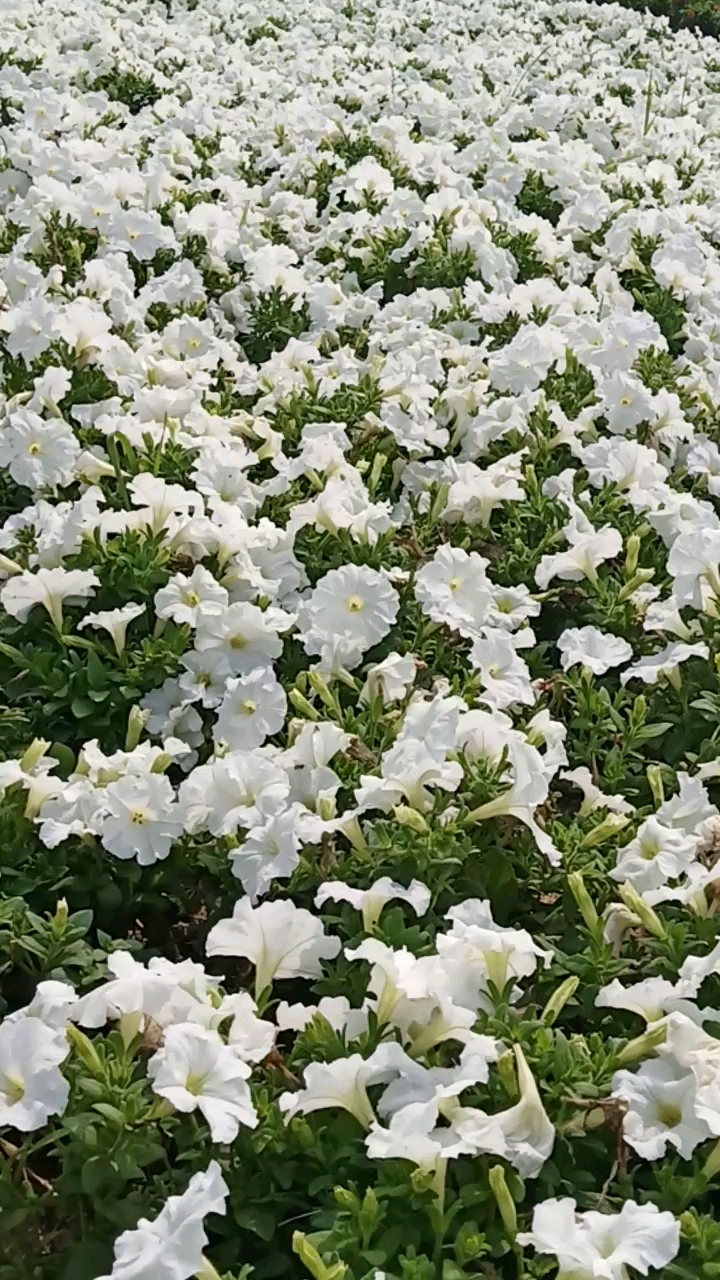 白色花海