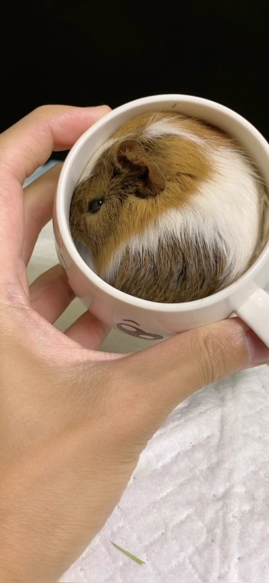 家有萌宠#茶杯猪