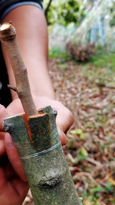 春日小視頻有獎徵集活動果樹貼皮嫁接適合大多數果樹嫁接操作簡單快捷